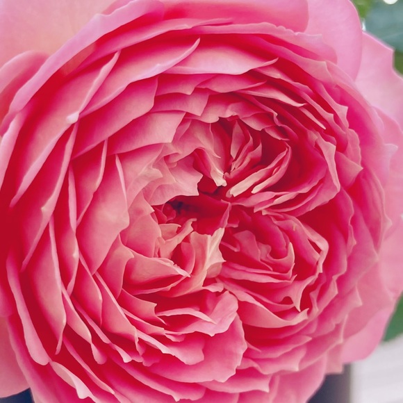 Meet your Posher, Luz - Picture 1 of 1